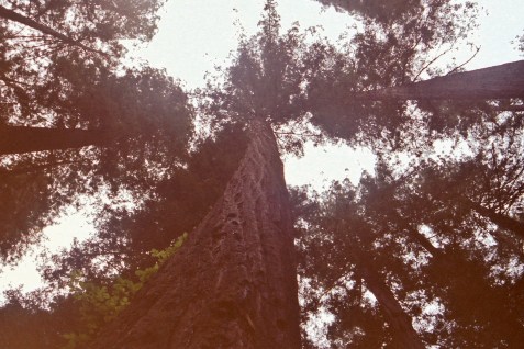 My beautiful picture