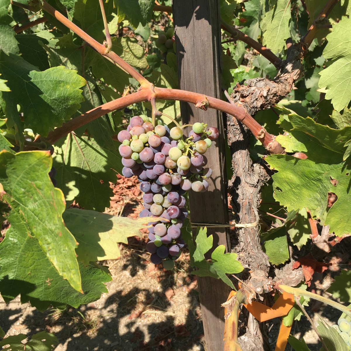 Fruit of the Spirit:&nbsp;Love